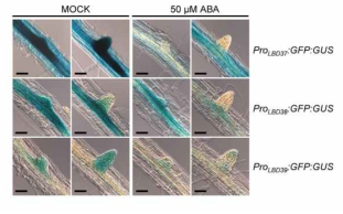 GUS expression patterns of ProLBD37:GFP:GUS, ProLBD38:GFP:GUS, and ProLBD39:GFP:GUS plants in the root with or without 50 μM ABA