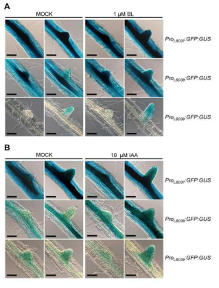 GUS expression patterns of ProLBD37:GFP:GUS, ProLBD38:GFP:GUS, and ProLBD39:GFP:GUS plants in in the roots with or without 1 μM epibrassinolide (A) or with or without 20 μM IAA (B)