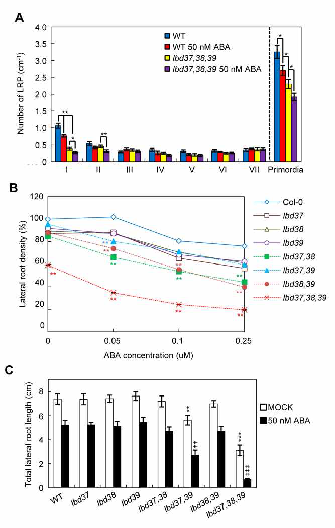 Analysis of lateral root density of lbd37, lbd38, and lbd39 mutants with or without exogenous ABA. A. Number of primordia at given primordium developmental stage before emergence of lateral root. Plants were grown vertically for 3 d on 0.5x MS agar plate, then transferred to 0.5x MS agar plate containing 50 nM ABA, and vertically grown for additional 4 d. Number of lateral root primordium was then measured. n=20. Asterisks denote statistical significance at p<0.05 (*), p<0.01 (**). Bars indicate SE. B. Analysis of lateral root density with varying concentrations of ABA. C. Analysis of total lateral root length with or without ABA