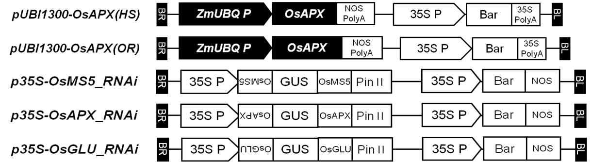 Schematic representation of vectors (over-expression and RNAi) used for rice transformation