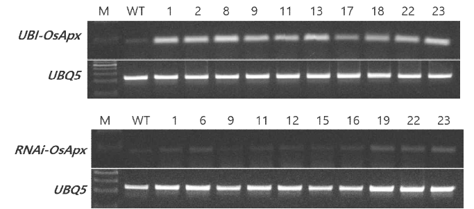 Semi-quantitative RT-PCR in over-expression and RNAi transgenic plants