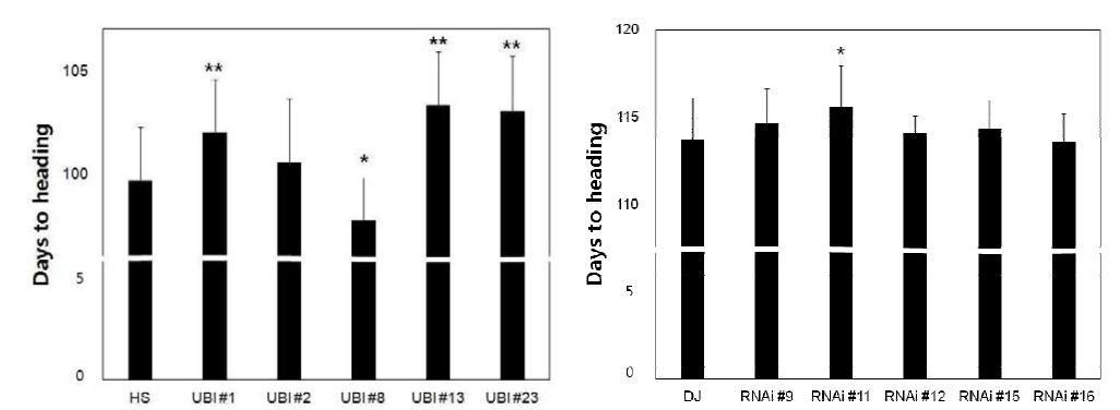 Evaluation of days to heading in transgenic plants