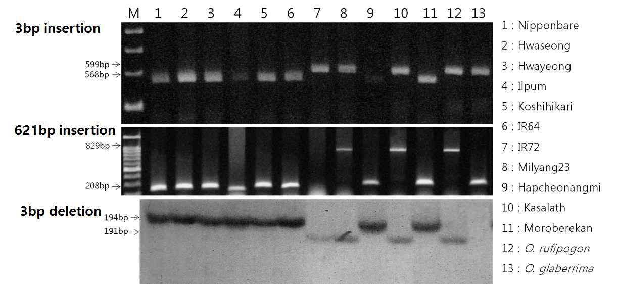 Polymorphic pattern in 3 InDel markers from 13 rice accessions