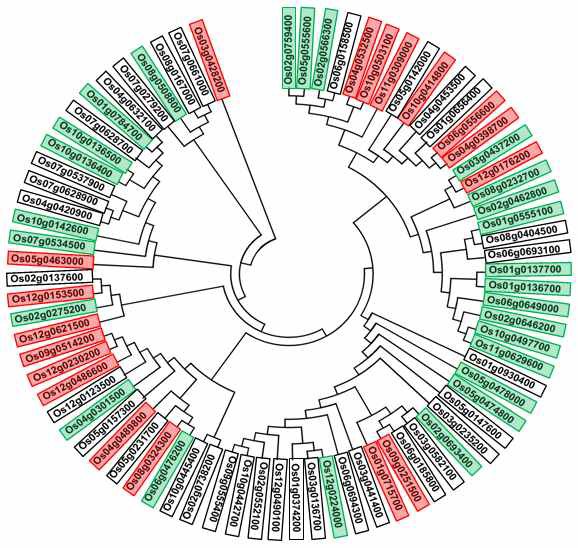 Phylogeny tree of Zinc binding proteins selected in microarray analysis. Green box indicated genes highly expressed in panicle sample (<1mm)