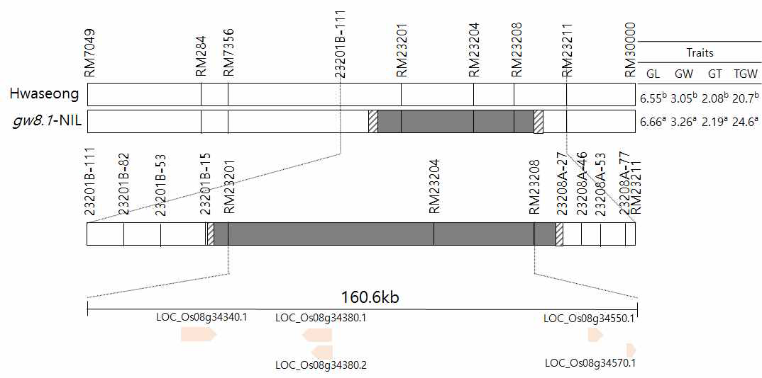Schematic diagram of the gw8 region and the difference of traits between Hwaseong and gw8.1-NIL