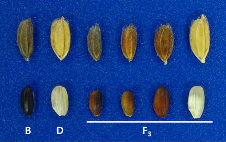 Rice grain and brown rice of the parents and the F3 lines. B : Boseogheugchal, D: Daeribbyeo 1