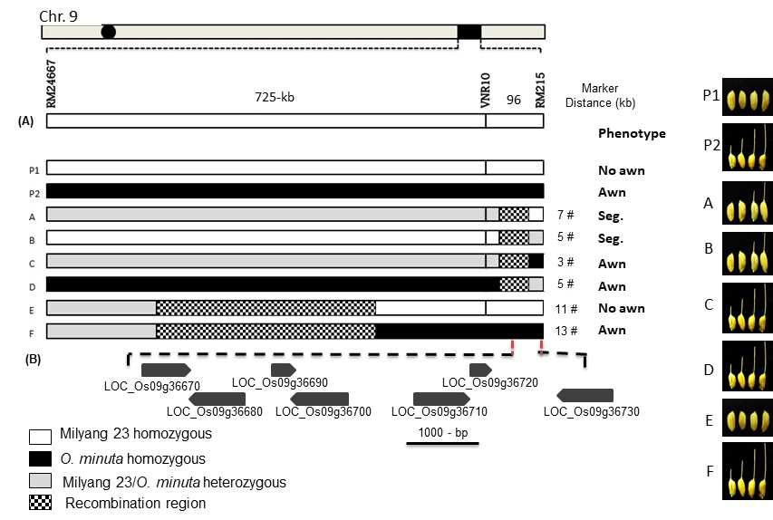 Substitution mapping of QTL for awn length detected on chromosome 9. (A)Graphical genotypes of the six BC9F2 recombinant groups from the cross Milyang 23(P1)/NIL-Awn9(P2). # No. of recombinat plants. Black, homozygous for NIL-Awn9; white, homozygous for Milyang 23 ; gray, heterozygous for Milyang 23 and NIL-Awn9; hatched, recombination regions. Positions of DNA markers are indicated by vertical lines. Bar = 100-kb. (B) Candidate genes of the awn length locus in the target regions (http://rapdb.dna.affrc.go.jp). The length of pentagon indicates nucleotide length