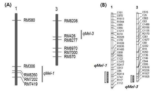 Chromosomal location of the QTL for mesocotyl length in 120 F8 lines from a cross between Ilpum and weedy rice (A) and in 98 BILs from a across between Nipponbare and Kasalath (B) Marker name are located to the right of each linkage map