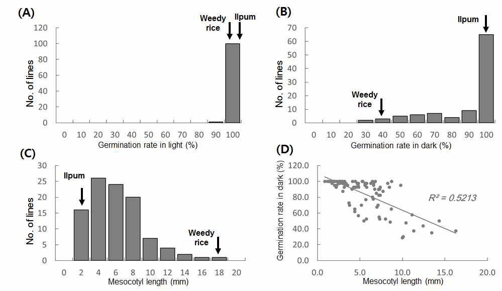 Distribution of germination percentage in light and dark condition and of mesocotyl length (C) of 110 F2 lines from a cross between Ilpum and CR7124. Regression analysis between germination percentage in dark and mesocotyl length (D)