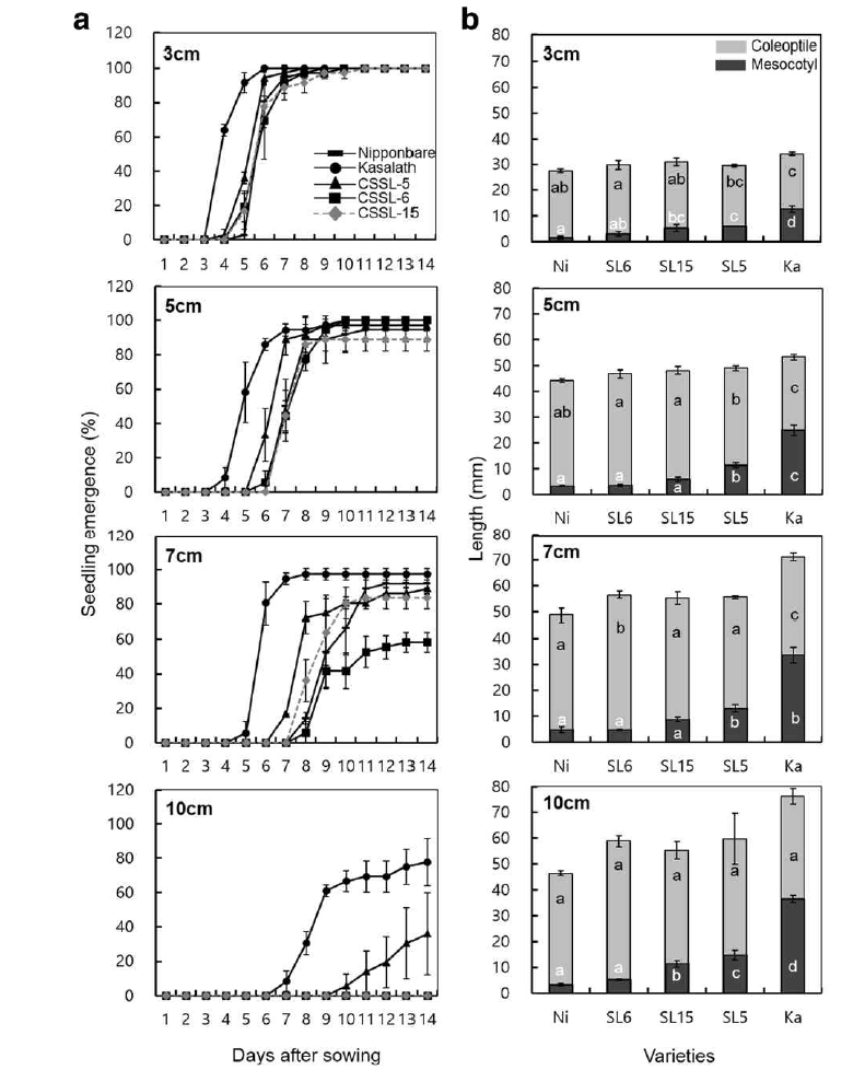 Time course of seedling emergence (a) and mesocotyl and coleoptile length (b) of 3 CSSLs, Nipponbare and Kasalath in four soil burial depth