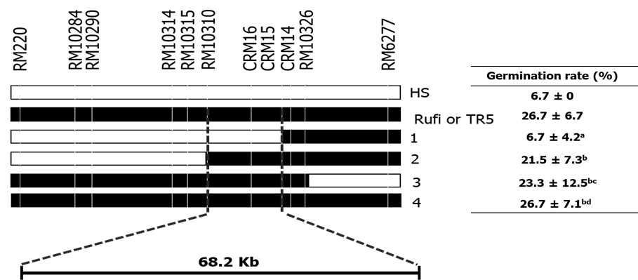 Graphical genotypes of lines used in the substitution mapping of ltg1