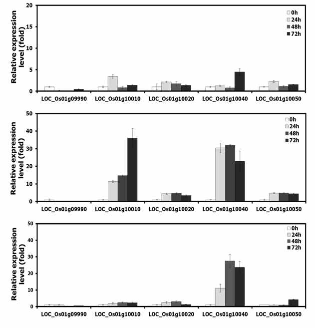 Expression patterns of qLTG1 candidate genes during seed germination of Hwaseong (A), O.rufipogon (B), TR5 (C). Seeds germination at low temperature (13℃, for 0, 24, 48, 72 hours after incubation were used to isolate total RNA