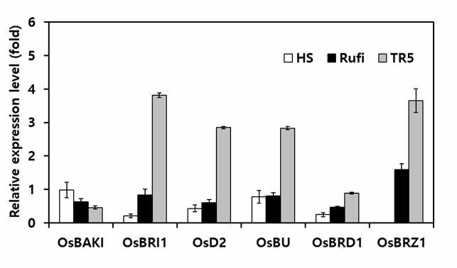 Expression levels of BR-related genes in HS, O. rufipogon and TR5