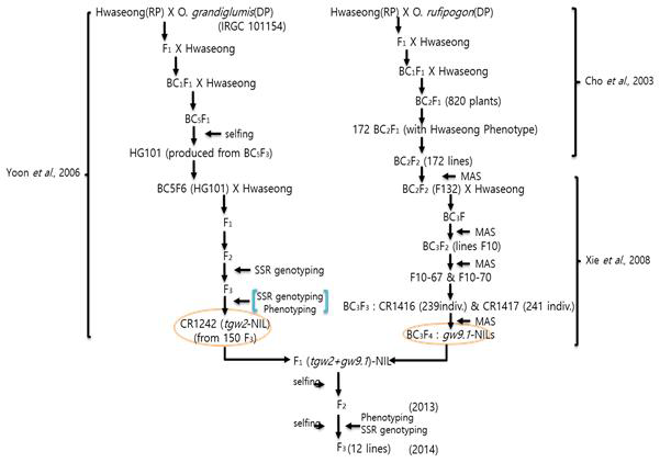Diagram showing procedure for developing tgw2-NIL, gw9-NIL and gw2+gw9-NIL