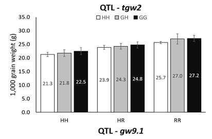 Differences in 1,000 grain weight for different genotype classes between tgw2 and gw9.1 in the F2 population from the cross between two QTL-NILs. HH: homozygous for Hwaseong, GH/HR: heterozygous for O. grandiglumis or O. rufipogon, GG/RR: homozygous for O. grandiglumis or O. rufipogon