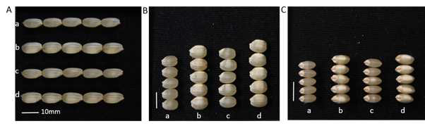 Comparison of the grain shape traits among 4 groups. A: grain length, B: grain width, C: grain thickness. a : Hwaseong, b : tgw2-NIL, c : gw9.1-NIL, d : tgw2+gw9.1-NIL. White bar on picture indicates 10mm