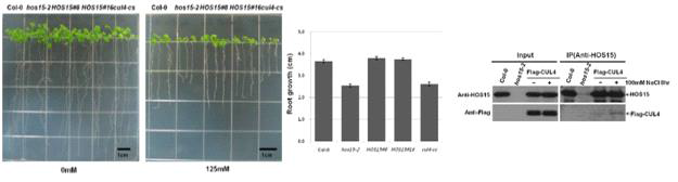 125mM의 NaCl를 첨가한 배지에서 hos15-2 식물체의 primary 뿌리 생장과 HOS15와 CUL4와의 결합