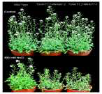 TsHKT1;2-RNAi 식물체가 가지는 고염스트레스(300 mM NaCl) 에서의 민감한 표현형