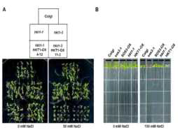 HKT1 과별현 식물체의 salt stress에 민감한 표현형