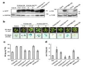 YUCCA6 돌연변이 과발현 식물체 구축 및 돌연변이별 옥신 생산 비교