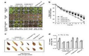 YUCCA6 돌연변이체 별 건조 내성 검증