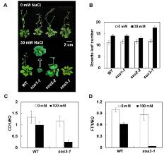 SOS3 는 염시트레스시 CO와 FT 전사체 발현을 통해 개화시기를 조절한다. (A, B) 개화시기 실험. (C,D)NaCl 처리시 CO와 FT 전사체 발현 양상