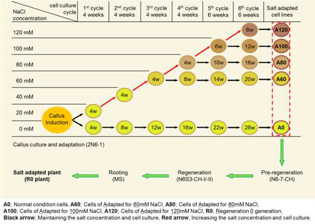 Experimental procedure for developing salt adapted rice plants