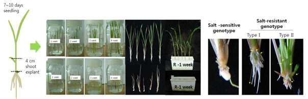 Shoot explant assay system을 이용한 내염성 품종 선발