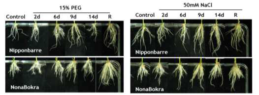 1/2 요시다 용액에서 10일간 키운 유식물에 PEG 혹은 NaCl 처리후 2주간 뿌리생장의 변화