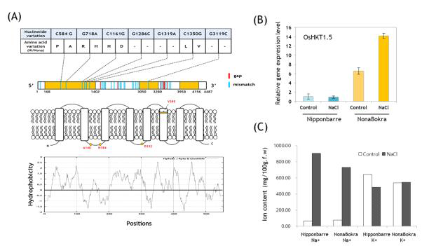 Nona Bokra와 Nipponbarre의 OsHKT1;5 유전자의 구조와 발현 비교