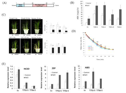 OsZF1 단백질의 특성 및 과발현 형질전환벼의 내염/내건성과 ABA 생합성 분석