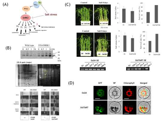 SnRK2 phosphoprome spot 단백질의 세포내 발현위치 및 과발현 형질전환벼의 내염성 분석