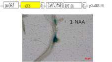 DR5-GUS 형질전환 벼