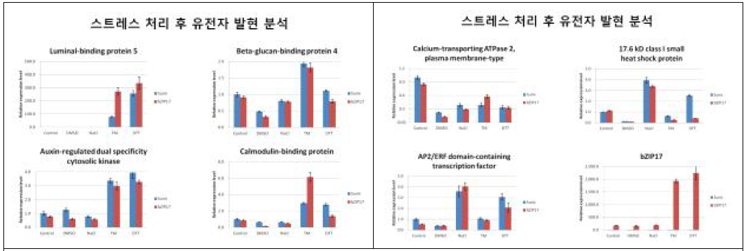 bZIP17유전자 감자 형질전환체의 RT-PCR에 의한 발현양상 분석