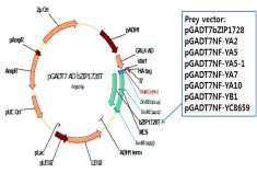 Yeast two-hybridization을 위한 prey 벡터 제작