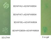 NF-YA, B, C 유전자간 Yeast two-hybridization에 의한 상호작용 분석