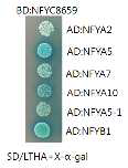 Yeast twohybridization에 의한 상호작용 분석