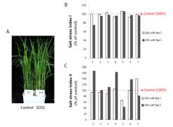 SOS1 과 발현 식물체의 염해 저항성