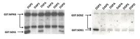 SOS2와 MPK6에 의한 sos1 DAPA의 인산화