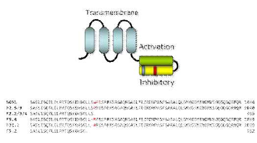 Top: Topology of the SOS1 protein