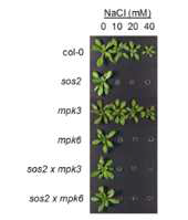 mpk6와 sos2 애기장대 돌연변이체의 salt 스트레스에 대한 감수성