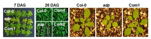 SDP 돌연변이체의 생육 지연 및 비정상적인 발달 표현형