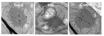 SDP 돌연변이체의 비정상적인 엽록체 prolamellar body 구조