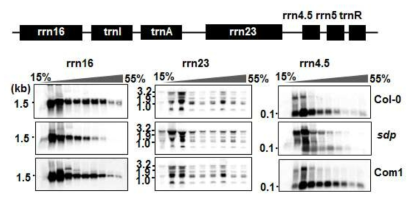 SDP 돌연변이체의 비정상적인 엽록체 rRNA processing