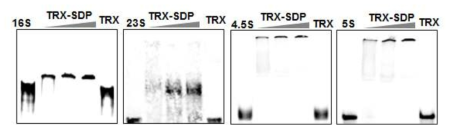 SDP 단백질과 엽록체 rRNA의 결합을 확인하는 EMSA