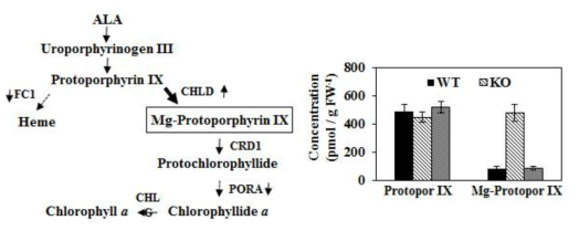 Retrograde signal 물질인 Mg-protoporphyrin IX (Mg-proto IX)의 생합성 경로 및 SDP 돌연변이체의 Mg-proto IX 축척 양상