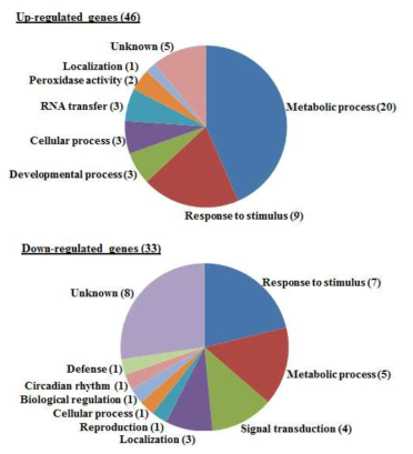 Microarray 분석 결과 SDP 돌연변이체에서 발현이 Up- 또는 Down-regulation되는 핵 유전자들의 기능적 분류