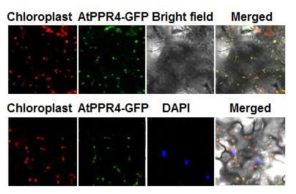 PPR4 단백질의 엽록체 targeting을 확인하는 confocal image