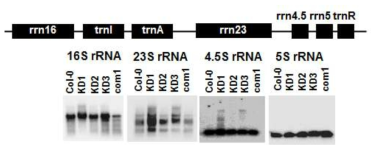 PPR4 돌연변이체의 비정상적인 엽록체 rRNA processing