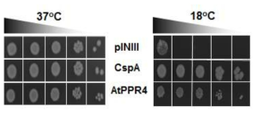 PPR4의 RNA 샤페론 활성을 확인하는 E. coli BX04 cold shock assay